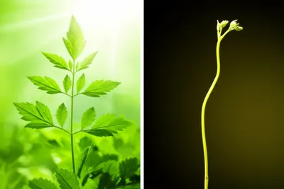 Illustration controls - Image 1