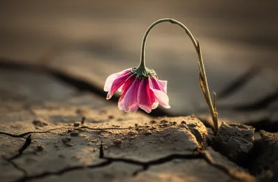 Illustration fail - Image 1