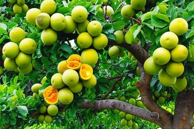 Illustration bel - Image 1