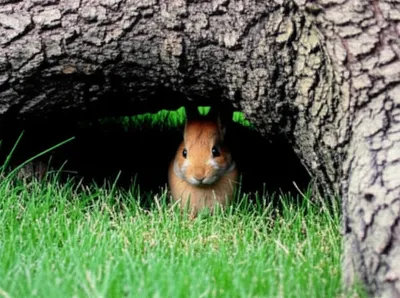 Illustration burrow - Image 1