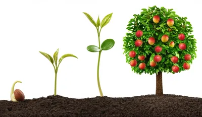 Illustration maturing - Image 1