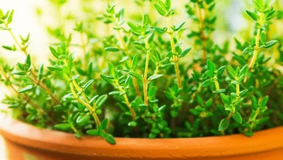 Illustration thyme - Image 1