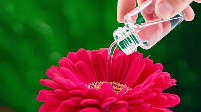 Illustration engross - Image 1