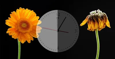 Illustration ago - Image 1