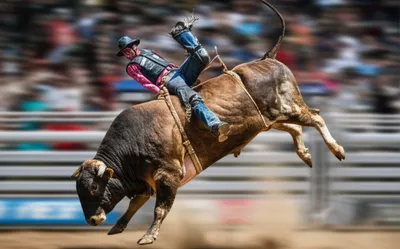 Illustration bucked - Image 1