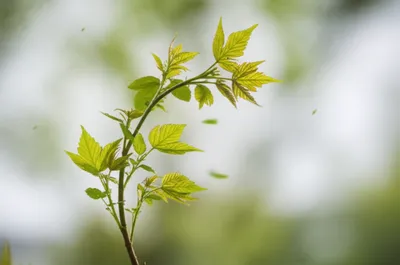 Illustration freshen - Image 1