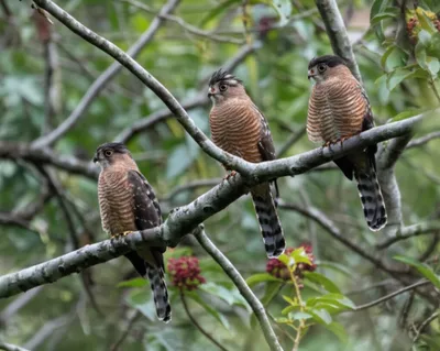 Illustration baza - Image 1