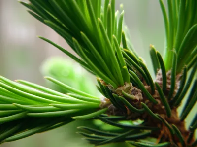 Illustration spur - Image 1