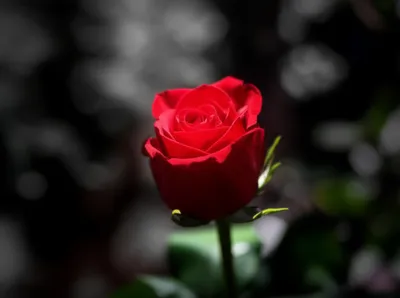 Illustration centre - Image 1