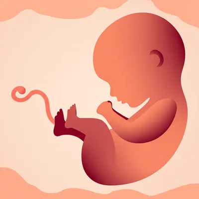 Illustration pregnancy - Image 1