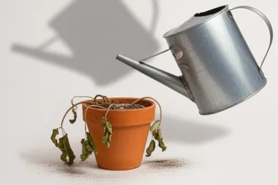 Illustration coating - Image 1