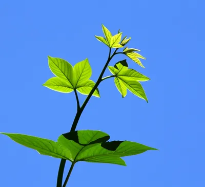 Illustration gained - Image 1