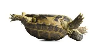 Hình ảnh minh họa reverse - Ảnh 4