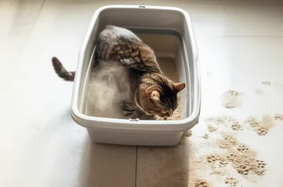 Illustration sandbox - Image 1