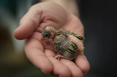 Illustration plumed - Image 1