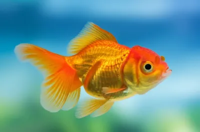 Illustration swimming - Image 1