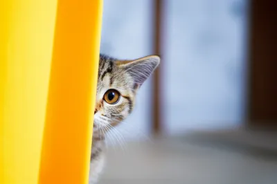 Illustration blinds - Image 1