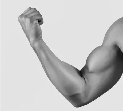 Illustration flexion