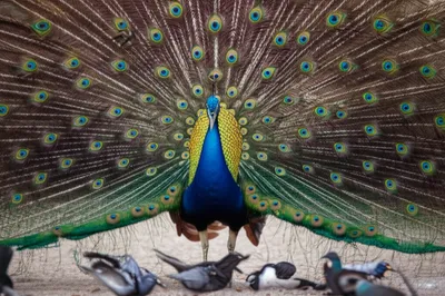 Illustration ruffles - Image 1