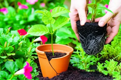 Illustration adoption - Image 1