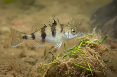 Hình ảnh minh họa stickleback
