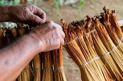 Illustration stripped - Image 1