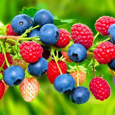 Illustration berries - Image 1
