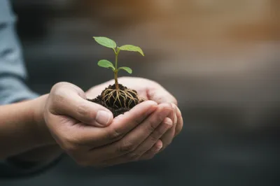 Illustration possessing