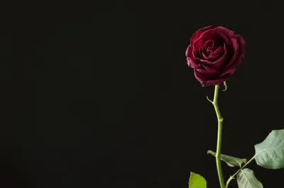 Illustration fine - Image 1