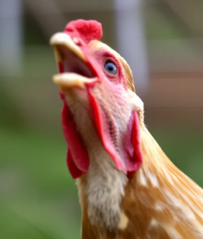 Illustration cluck - Image 1