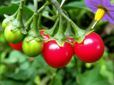 Illustration bittersweets