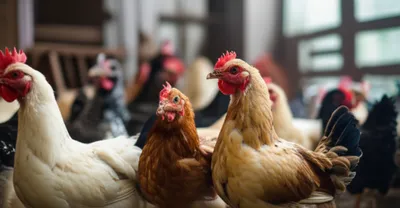 Illustration pips - Image 1