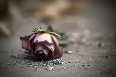 Illustration swarf - Image 2