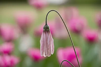 Illustration faintest - Image 1