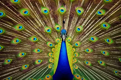 Illustration immodest - Image 1