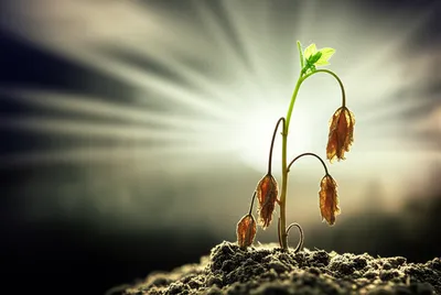 Illustration revive - Image 1