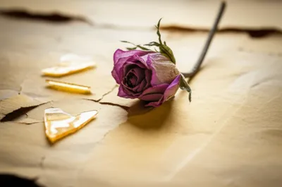 Illustration frow - Image 1