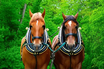 Illustration spanning - Image 1