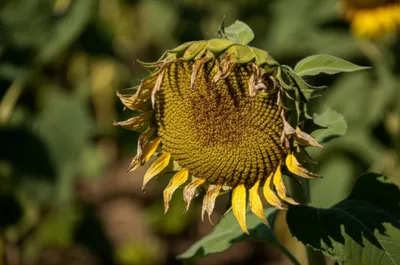 Illustration glinted - Image 1