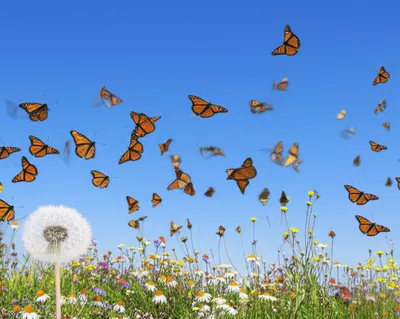 Illustration transients - Image 1