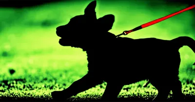 Illustration leashed