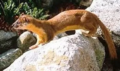 Illustration weasel - Image 2