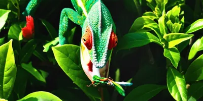 Illustration predatory - Image 1