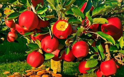 Illustration fruits - Image 1