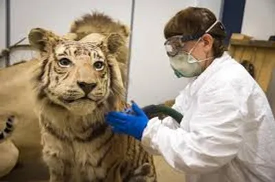 Illustration taxidermy - Image 2