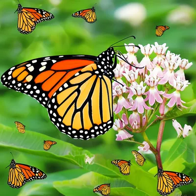 Illustration monarch - Image 1