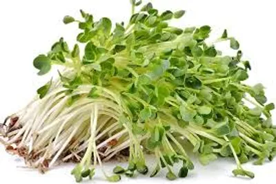 Illustration alfalfa - Image 2