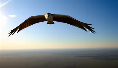 Hình ảnh minh họa freely - Ảnh 1