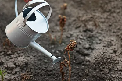 Hình ảnh minh họa piddled - Ảnh 1