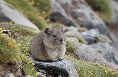 Illustration pika - Image 1